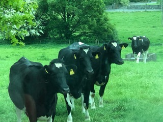 Cows at Aughrm